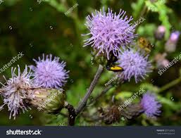 Attēlu rezultāti vaicājumam “Sciara analis”