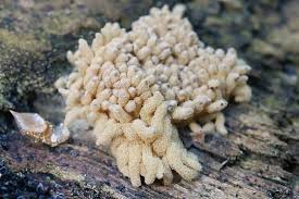 Attēlu rezultāti vaicājumam “Arcyria major macro”