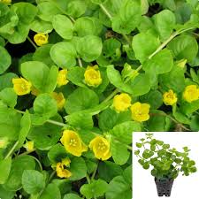 Image result for Lysimachia nummularia