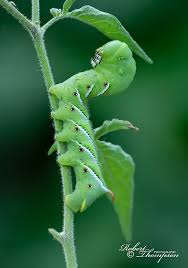 Attēlu rezultāti vaicājumam “Scapania mucronata macro”