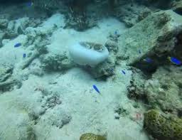 Image result for Lincoln & District BSAC 0109