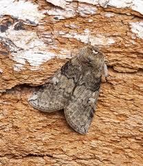 Attēlu rezultāti vaicājumam “Tethea or”