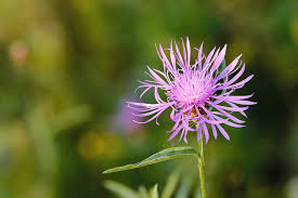 Image result for Centaurea pseudophrygia