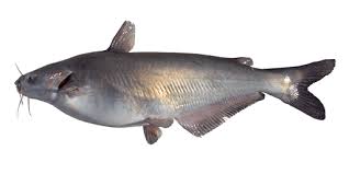 Image result for Ictalurus furcatus