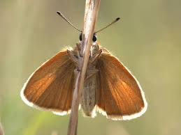 Attēlu rezultāti vaicājumam “Thymelicus lineola underside”