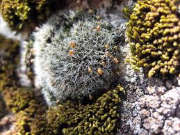 Attēlu rezultāti vaicājumam “Grimmia muehlenbeckii”