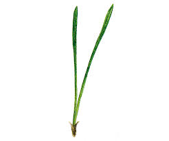 Attēlu rezultāti vaicājumam “Pinus sylvestris leaf”