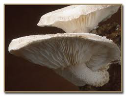 Attēlu rezultāti vaicājumam “Lentinus lepideus”