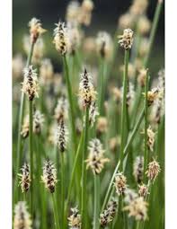 Attēlu rezultāti vaicājumam “Eleocharis uniglumis flower”