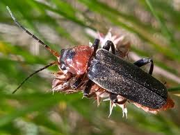 Attēlu rezultāti vaicājumam “Cantharis fusca”