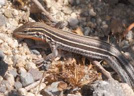 Attēlu rezultāti vaicājumam “Petractis sp.”