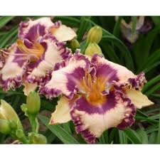 Image result for Hemerocallis `Moses Fire`
