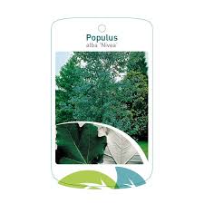 Attēlu rezultāti vaicājumam “Populus alba Nivea”