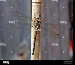 Attēlu rezultāti vaicājumam “Aeshna mixta female”