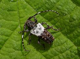 Attēlu rezultāti vaicājumam “Pogonocherus hispidulus”