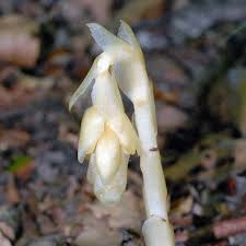 Attēlu rezultāti vaicājumam “Monotropa hypopitys bud”