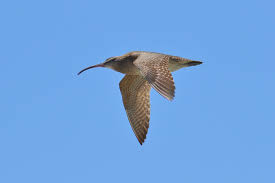 Image result for Numenius hudsonicus