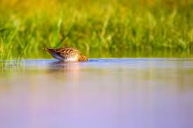 Attēlu rezultāti vaicājumam “Gallinago gallinago nest”