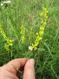 Attēlu rezultāti vaicājumam “Melilotus”