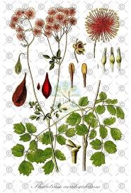 Attēlu rezultāti vaicājumam “Thalictrum flavum fruit”