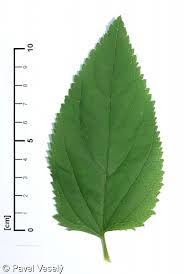 Attēlu rezultāti vaicājumam “Scrophularia nodosa leaf”