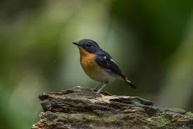 Attēlu rezultāti vaicājumam “Sitta europaea male”