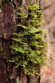 Attēlu rezultāti vaicājumam “Neckera pennata”