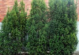 Attēlu rezultāti vaicājumam “Taxus”