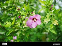 Attēlu rezultāti vaicājumam “Malvaceae”