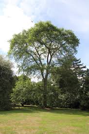 Attēlu rezultāti vaicājumam “Ulmus laevis”