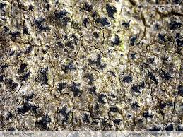 Attēlu rezultāti vaicājumam “Opegrapha rufescens”