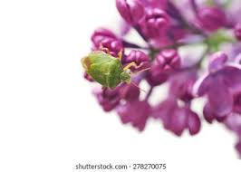 Attēlu rezultāti vaicājumam “Elasmucha ferrugata”