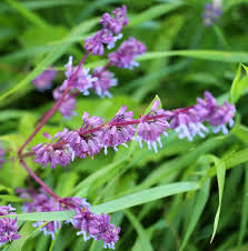 Attēlu rezultāti vaicājumam “Salvia verticillata”