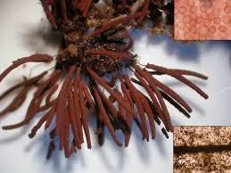 Attēlu rezultāti vaicājumam “Stemonitis pallida var. rubescens”