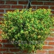Image result for Sanvitalia procumbens