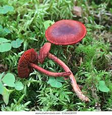Attēlu rezultāti vaicājumam “Cortinarius sanguineus”