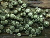 Attēlu rezultāti vaicājumam “Hypocrea gelatinosa”