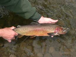 Image result for Oncorhynchus clarkii