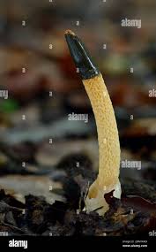 Attēlu rezultāti vaicājumam “Mutinus caninus”