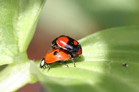 Attēlu rezultāti vaicājumam “Adalia bipunctata”