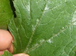 Attēlu rezultāti vaicājumam “Cucurbita pepo leaf”