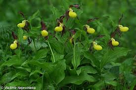 Attēlu rezultāti vaicājumam “Cypripedium calceolus leaf”