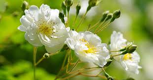 Image result for Rosengewächse