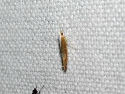 Attēlu rezultāti vaicājumam “Argyresthia albistria”