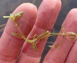 Attēlu rezultāti vaicājumam “Callitriche verna flower”
