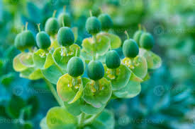 Attēlu rezultāti vaicājumam “Euphorbia palustris fruit”