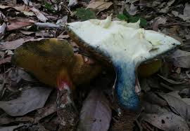 Attēlu rezultāti vaicājumam “Boletales”