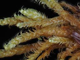 Attēlu rezultāti vaicājumam “Calliergonella lindbergii”