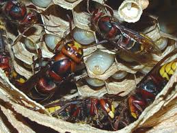 Attēlu rezultāti vaicājumam “Vespa crabro”