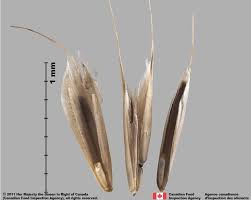 Attēlu rezultāti vaicājumam “Bromus hordeaceus subsp. hordaceus”